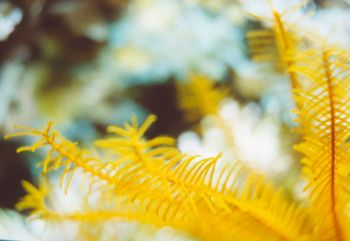Crinoid Arms-- This photograph of a crinoid was taken at ... by Rebecca Urban 